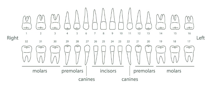 Guia prático sobre anamnese odontológica